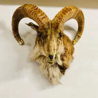 کله  (پلاستیکی)