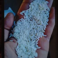 برنج سدری علی کاظمی