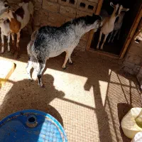 نری هم برای داشت و هم برای مال|حیوانات مزرعه|درگهان, |دیوار