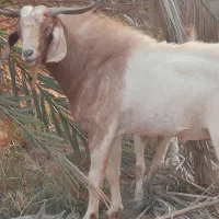 کهره چاق
