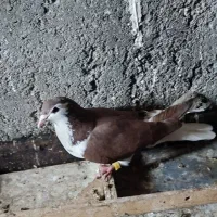 کفتر کبوتر صید بلند