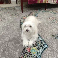 سگ خونگی|سگ|سمنان, |دیوار