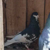 فروش کفتر شهری ،کله ، پلاکی ،طوقی