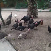 مرغ و خروس و بوقلمون