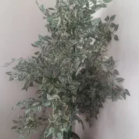 گل مصنوعی بنجامین