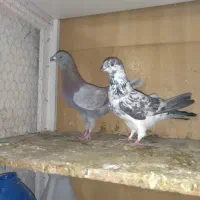 کبوتر تهرانی پرشی