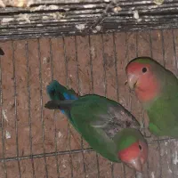 طوطی برزیلی|پرنده|اصفهان, قائمیه|دیوار