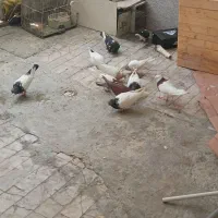 کفتر و اکانت