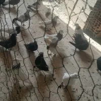 کبوتر طوقی زاغ|پرنده|یاسوج, |دیوار