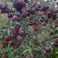 نهالستان و نهال فروشی ایران نهال سجاد همراهی|خدمات باغبانی و درختکاری|خرم‌آباد, |دیوار