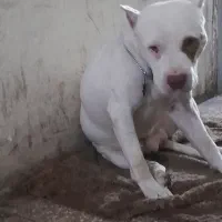 پیتبول|سگ|اسلام‌شهر, شهرک توحید|دیوار