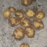 سیب زمینی خوراکی