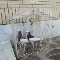 کبوتر