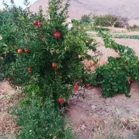 زمین کشاورزی|فروش دفتر صنعتی، کشاورزی، تجاری|سنندج, |دیوار