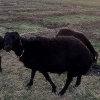 یک راس قوچ|حیوانات مزرعه|تربت جام, شیخ احمد جامی|دیوار