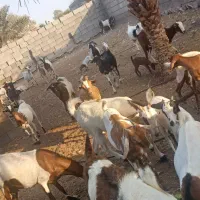 تعدادی بز با کهر و کهر نر و بز ابس فروش یکجا|حیوانات مزرعه|شمیل, |دیوار