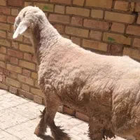 بره نر تخمی  درجه یک