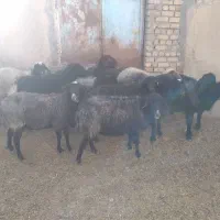 میش بوم ۲۰عدد|حیوانات مزرعه|قم, شهر قائم|دیوار