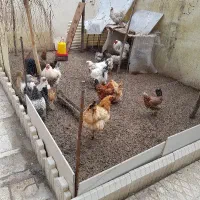 مرغ و خروس برهما و گلین