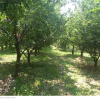 یک قطعه باغ در روستای مامالو