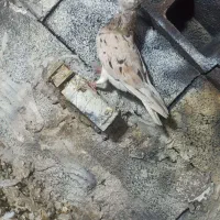 کبوتر کفتر پرنده دم سفید دمسفید اشعل کوهی زرد