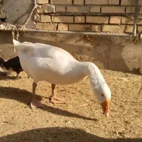 غاز نر|حیوانات مزرعه|شوشتر, |دیوار