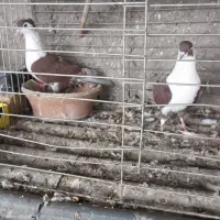 دنا افغانی خوشگل حوون|پرنده|پردیس, فاز ۴|دیوار