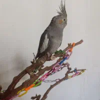 عروس هلندی