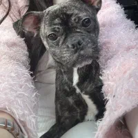 فرنچ بولداگ