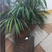 گلدون درخچه