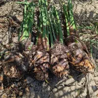 حاجی آباد|موبایل|حاجی آباد, |دیوار