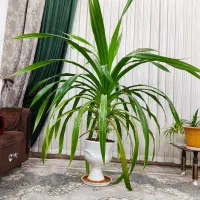 گل پاندانوس سالم و زیبا