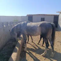 اسب مادیون