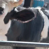 تلیسه پنج ماه آبستن سیمینتال|حیوانات مزرعه|دینور, |دیوار