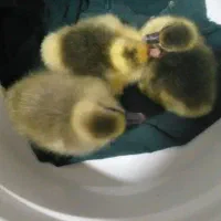 خریدار تخم غاز و بوقلمون نطفه دار