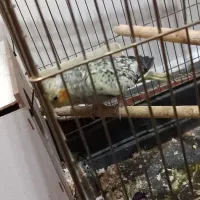 عروس هلندی سر تخم|پرنده|مسجد سلیمان, |دیوار