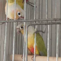 رنگ خاص باتخم