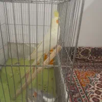 عروس هلندی|پرنده|مشهد, کوی سیدی|دیوار