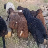 بره نر ۶۰ کیلویی مناسب برای قربانی و کشتار