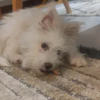 توله اشتپیز