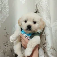مینیاتوری مالتیز شیطون  ،با کیفیت عالی