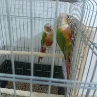 جفت گرینچیک آناناسی با قفس لانه