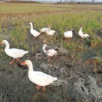 فروش غاز محلی