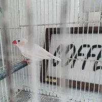 فنچ بالغ نر|پرنده|تهران, کیانشهر|دیوار