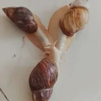 حلزون آلبینو و آچیلا|خزنده|قزوین, |دیوار