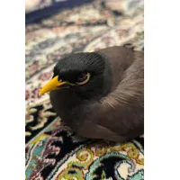 مرغ مینا گمشده