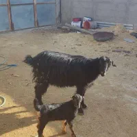 بز و کهره.کهره نر کربال|حیوانات مزرعه|شیراز, درکی|دیوار