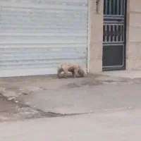 گمشده|حیوانات|رضوانشهر, |دیوار