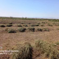 یونجه امسالی مقداری فروشی