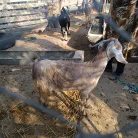 بز آبستن و کهره نر